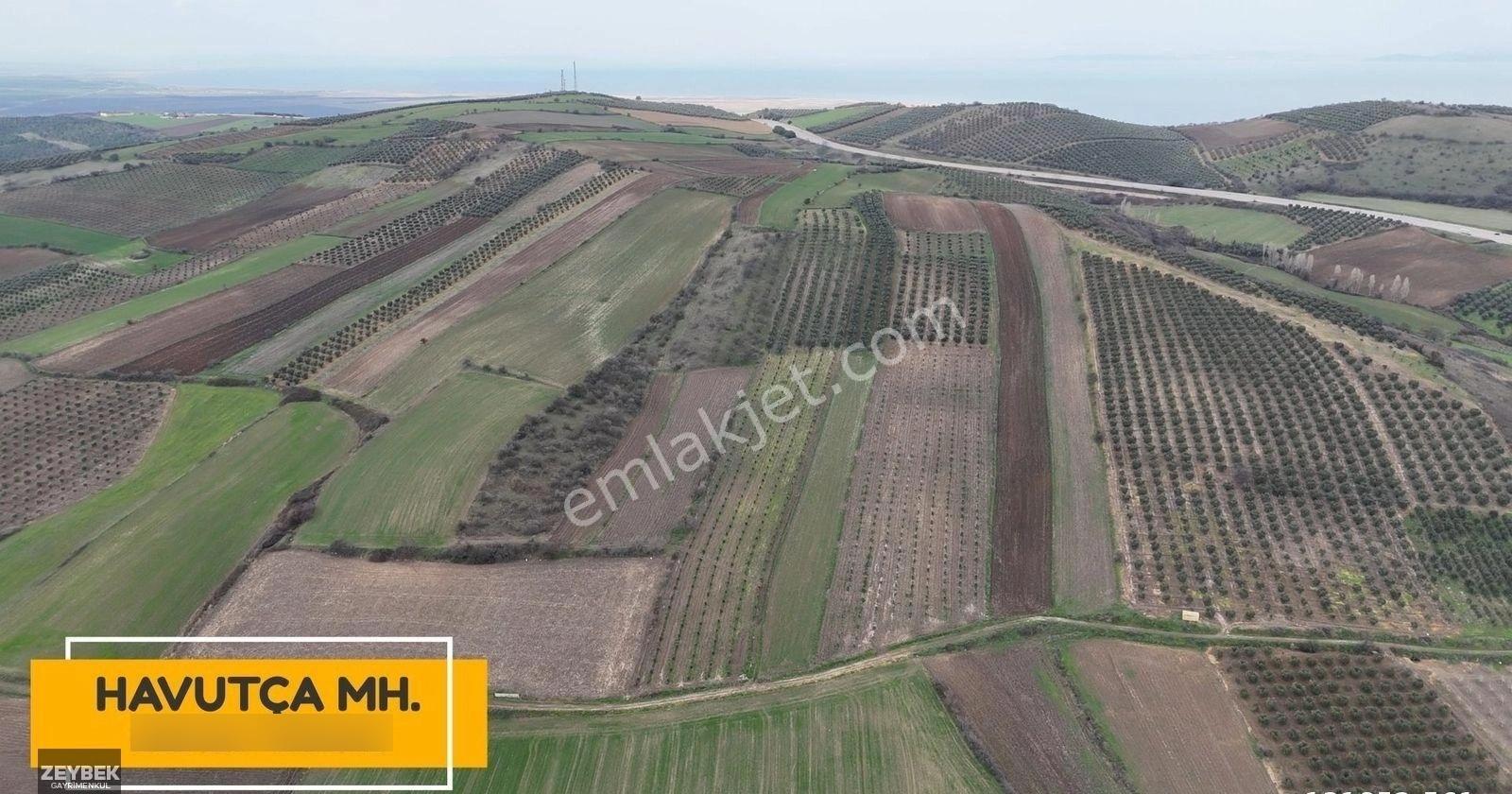 Zeybek Emlaktan Havutça Da 19.872 Metrekare Zeytinlik Satılıktır - Görsel 20