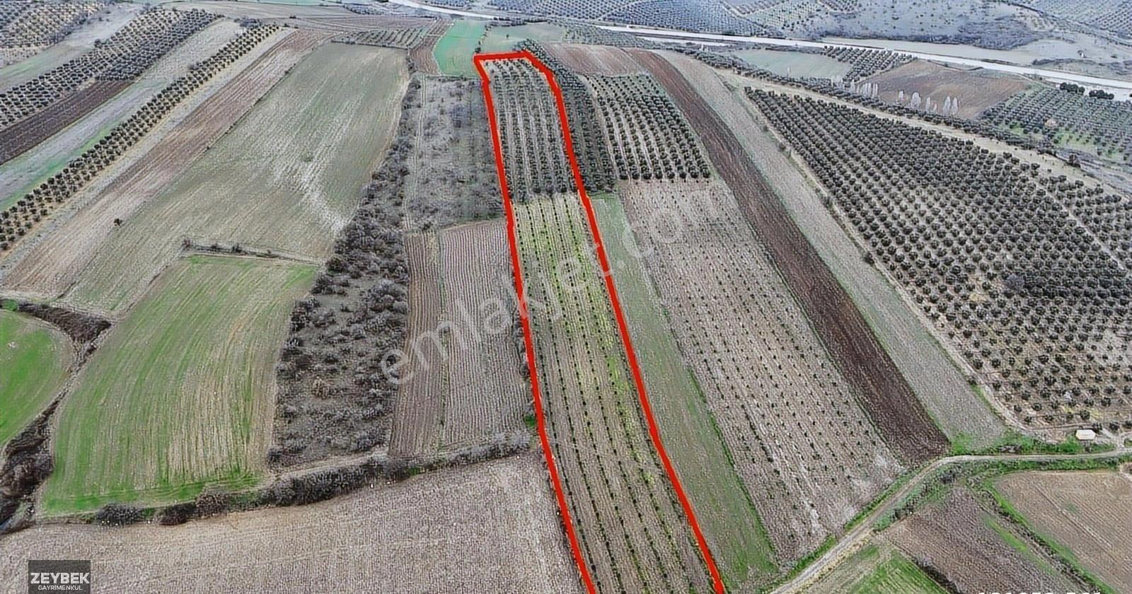 Zeybek Emlaktan Havutça Da 19.872 Metrekare Zeytinlik Satılıktır - Görsel 10