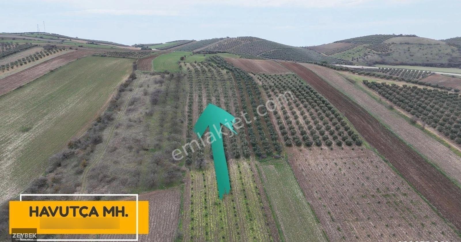 Zeybek Emlaktan Havutça Da 19.872 Metrekare Zeytinlik Satılıktır - Görsel 29