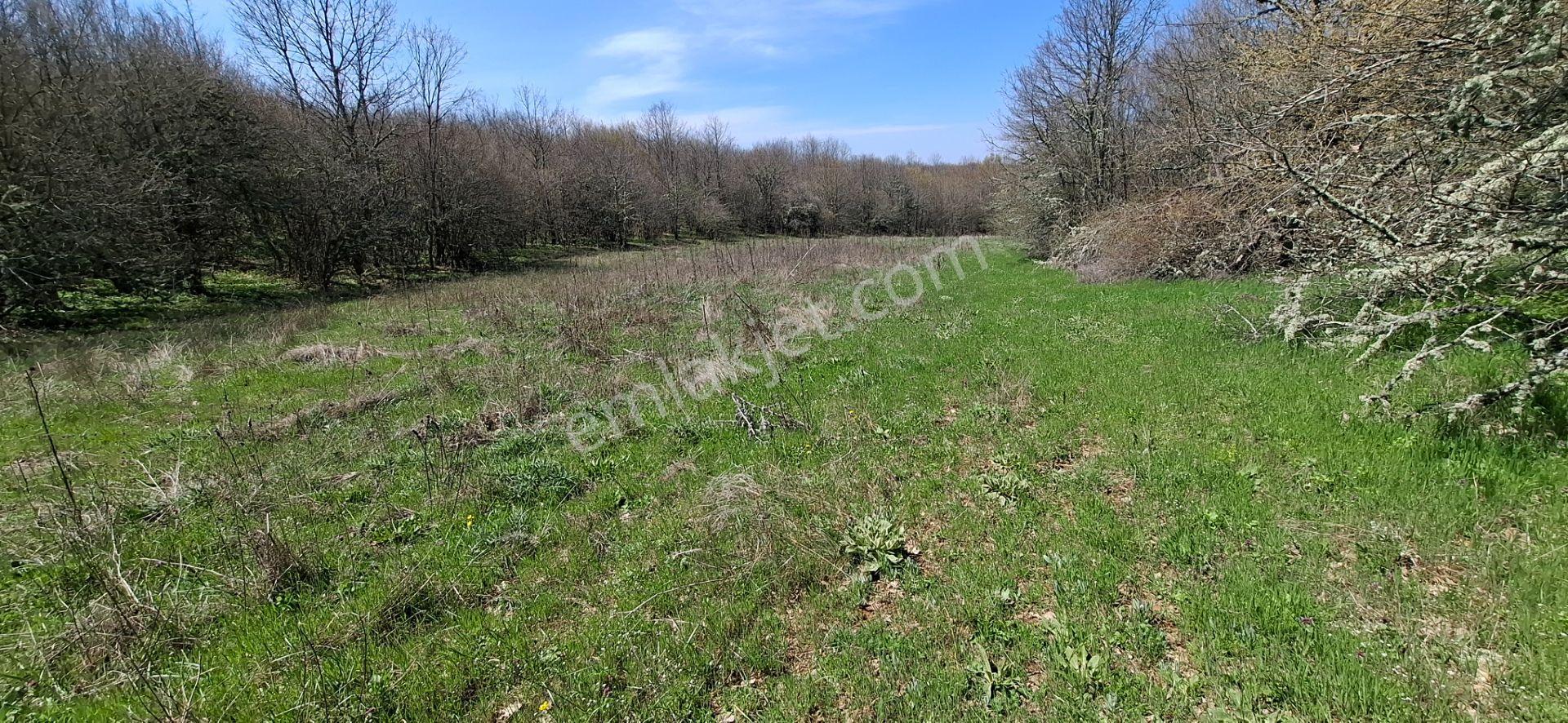 Hisseli Değil Tek Tapu Orman İçi Arazi Emsalsiz [ 1.808 M2 ] - Görsel 12