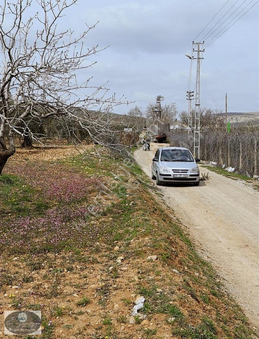 Ncr'den Kuru Kastelde 40 Ağaç Bağ Evlik Evladiyelik Fıstıklık - Görsel 19