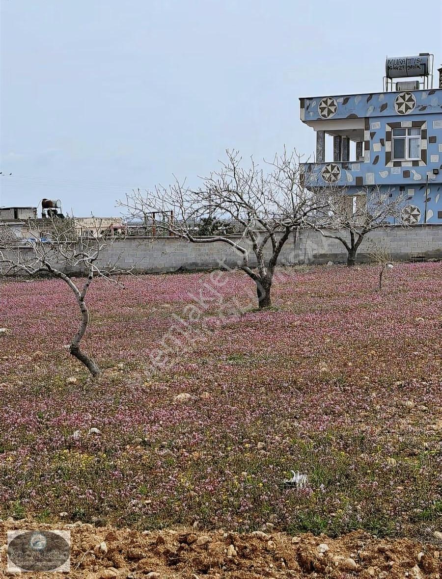 Ncr'den Kuru Kastelde 40 Ağaç Bağ Evlik Evladiyelik Fıstıklık - Görsel 4