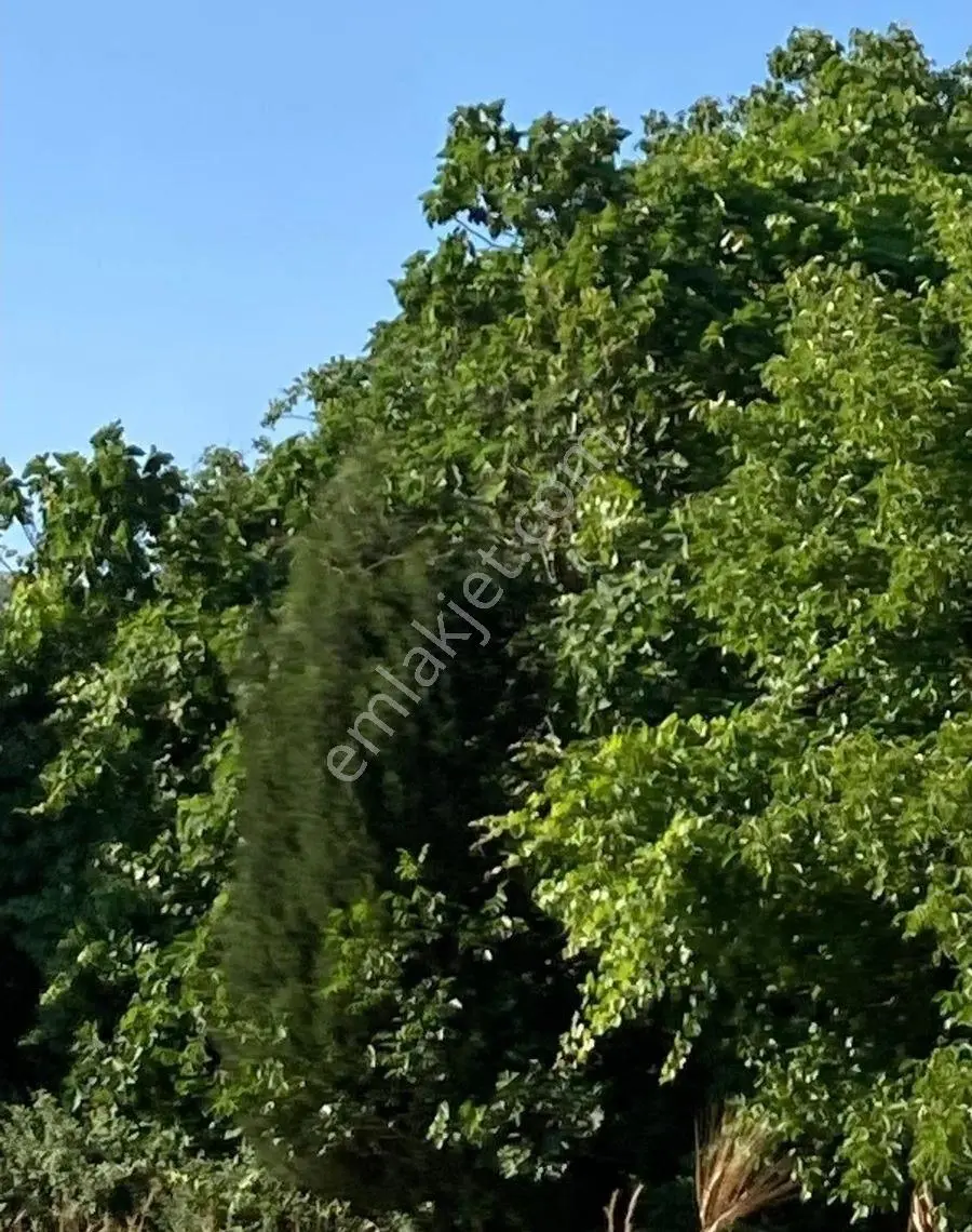 Denize Sıfır Tarla İmara Yakın Bölge Her Şey Olabilir