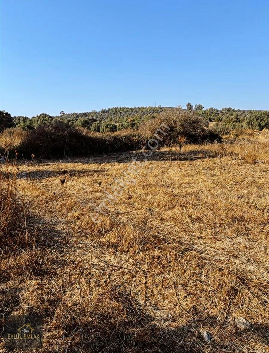 Milas Hasanlar Satılık Tarla - Görsel 9