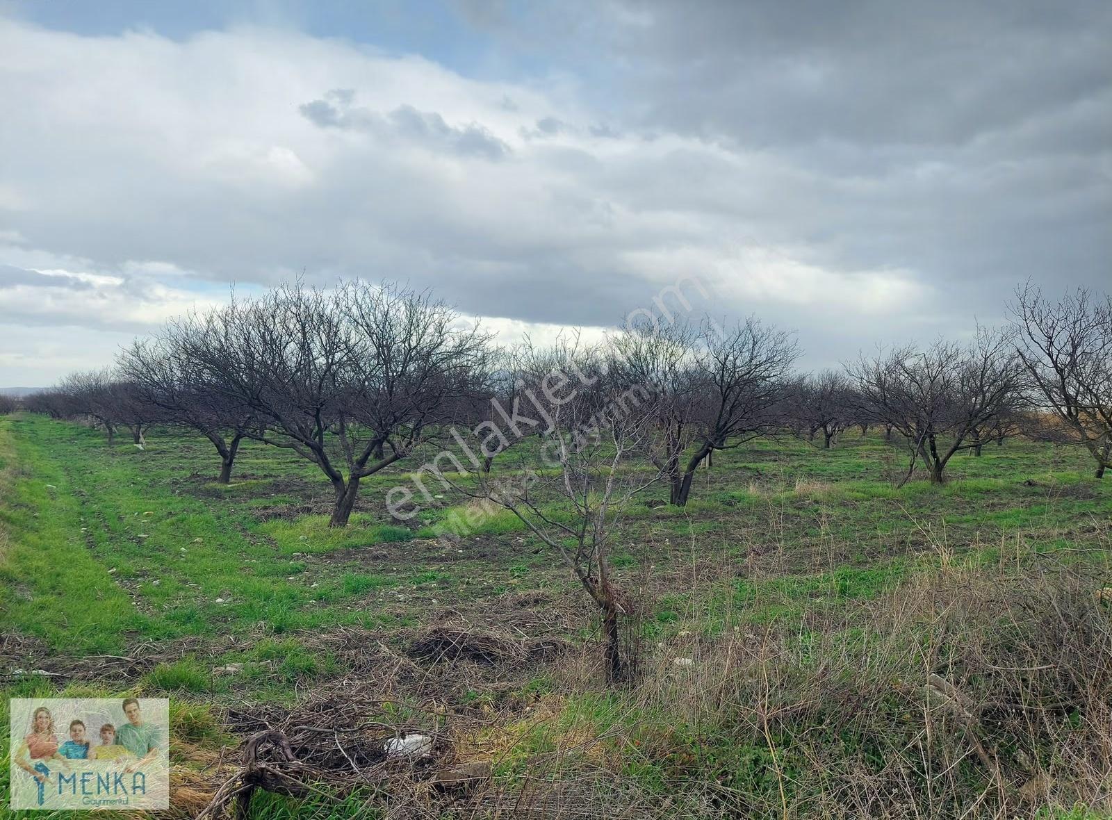 Manisa Şehzadeler Karaoğlanlı Asfalt Yola Yakın Satılık Tarla - Görsel 6