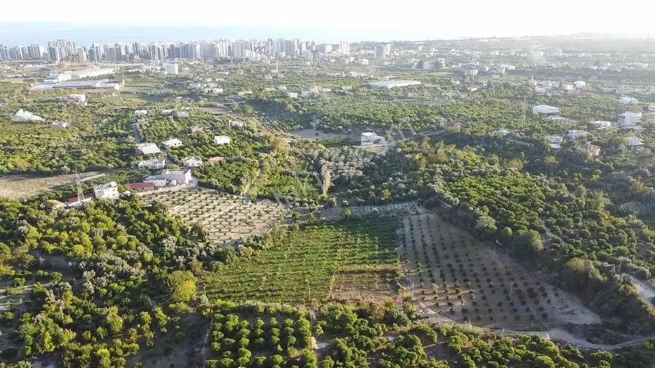 D400'e 1.5 Km Yolu Var Limon Bahçesi