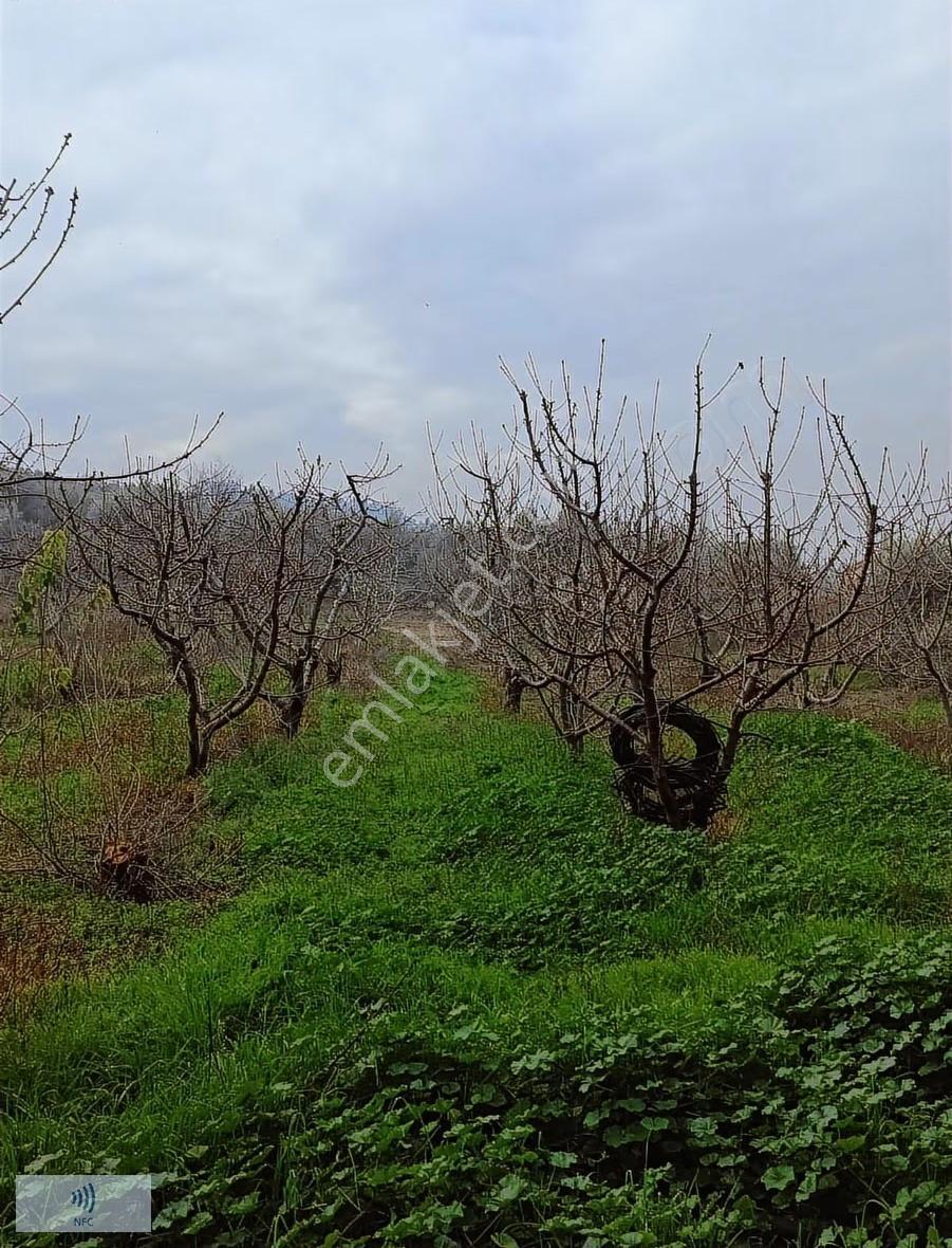 Satılık Kemalpaşa Gökçeyurt'ta Zeytinli Bağ - Görsel 16