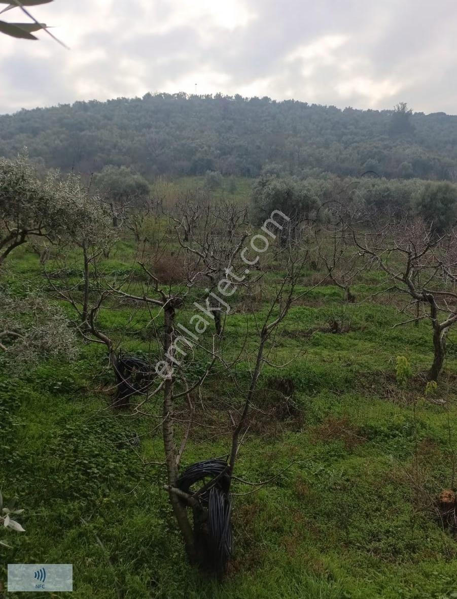 Satılık Kemalpaşa Gökçeyurt'ta Zeytinli Bağ - Görsel 7