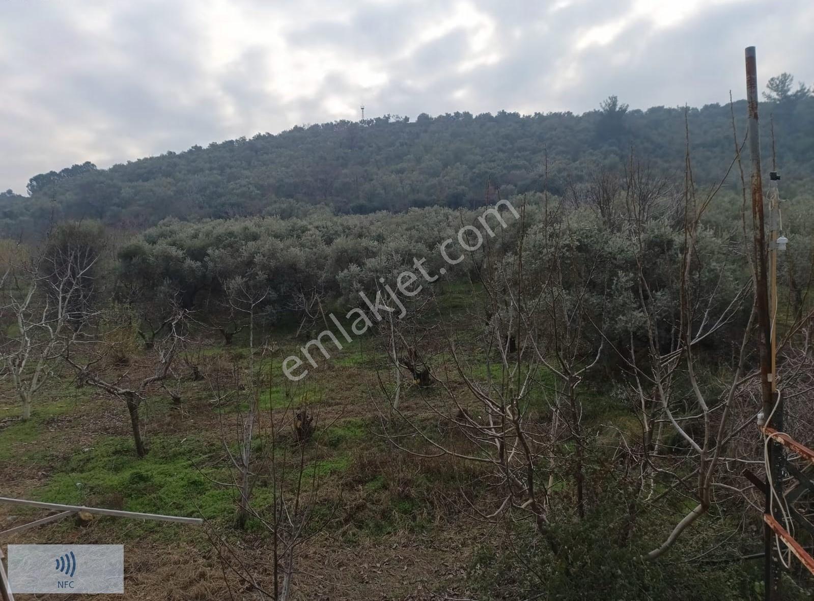 Satılık Kemalpaşa Gökçeyurt'ta Zeytinli Bağ - Görsel 19