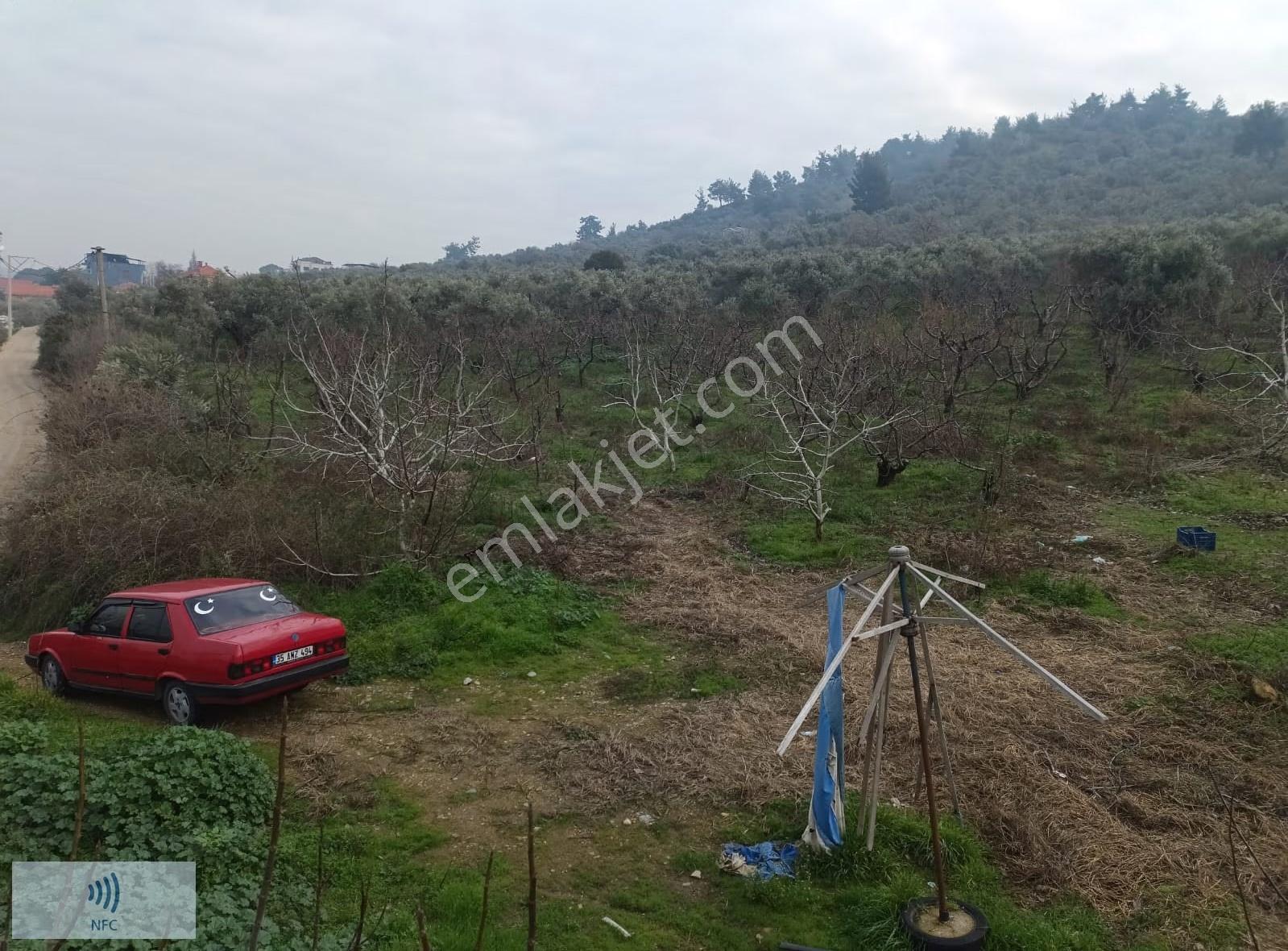 Satılık Kemalpaşa Gökçeyurt'ta Zeytinli Bağ - Görsel 8