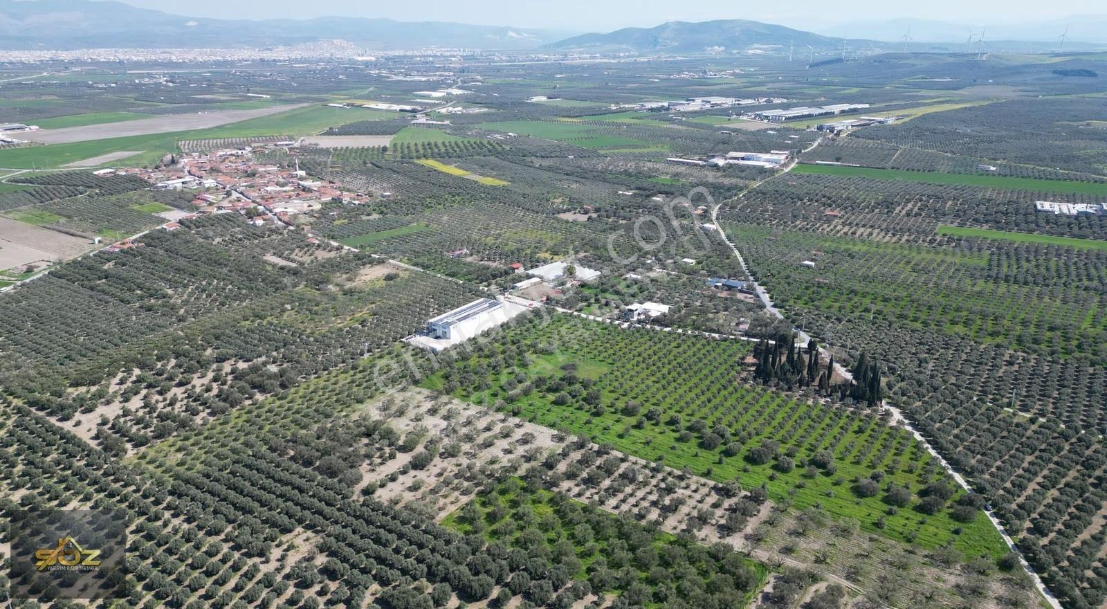 Eroğlunda Köye Yakın Resmi Yolu Var 13.900m² Satılık Zeytinlik - Görsel 3