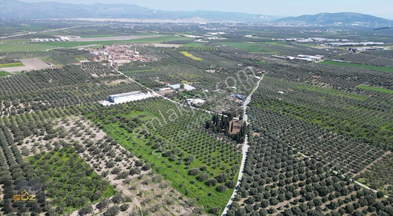 Eroğlunda Köye Yakın Resmi Yolu Var 13.900m² Satılık Zeytinlik - Görsel 8