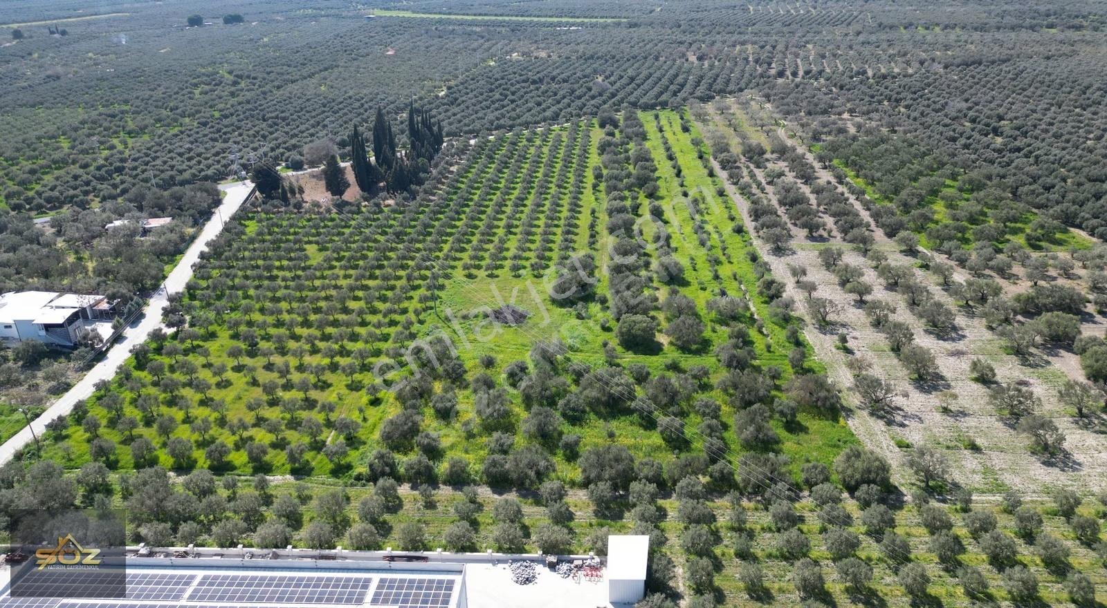Eroğlunda Köye Yakın Resmi Yolu Var 13.900m² Satılık Zeytinlik - Görsel 9
