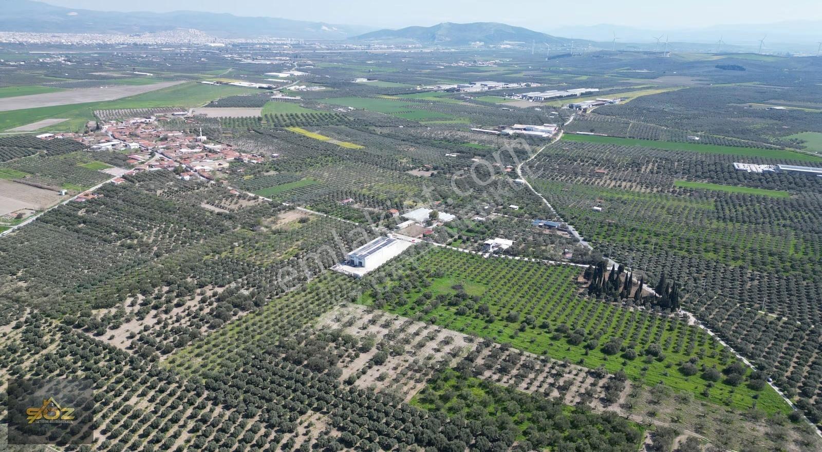 Eroğlunda Köye Yakın Resmi Yolu Var 13.900m² Satılık Zeytinlik - Görsel 4