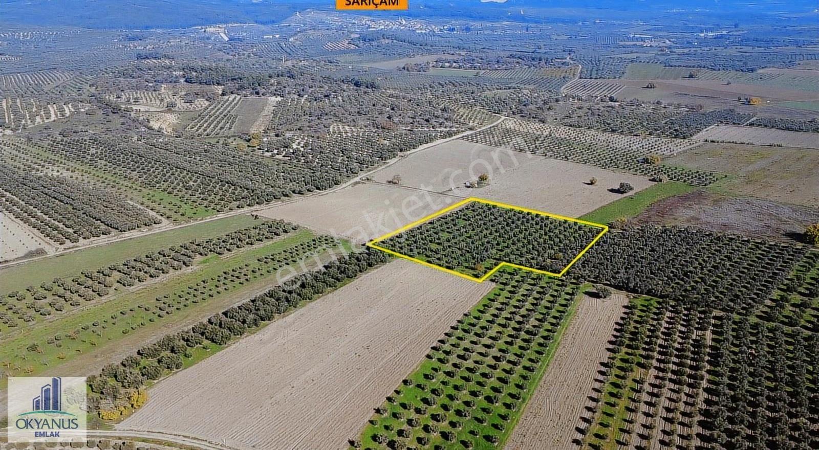 Kalemli De 8.900 M2 Zeytinlik, Elektrik+ Su+ Yeraltı Damlama Var - Görsel 10