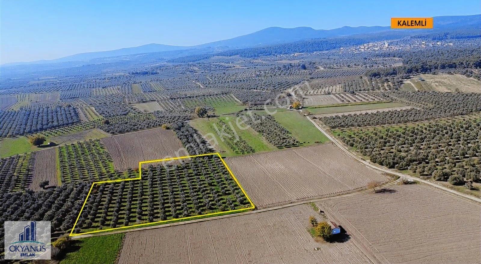 Kalemli De 8.900 M2 Zeytinlik, Elektrik+ Su+ Yeraltı Damlama Var - Görsel 9