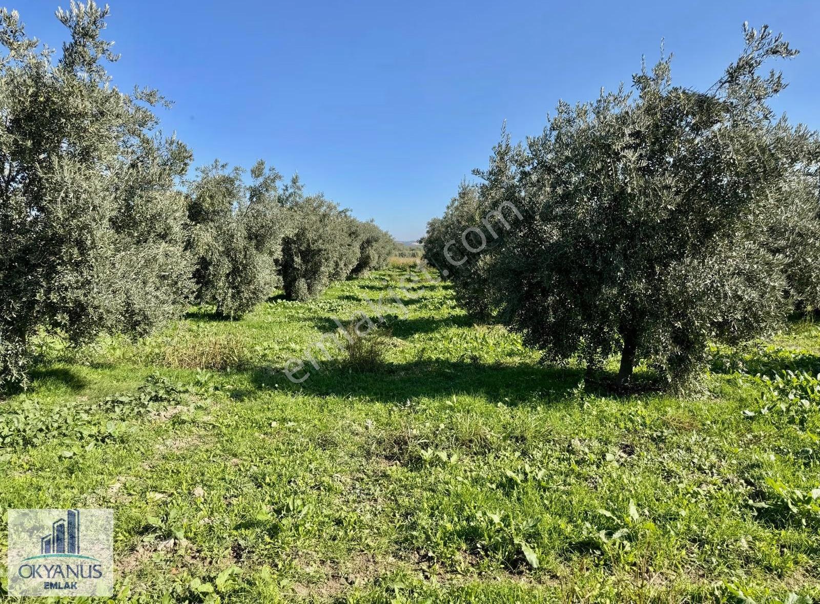 Kalemli De 8.900 M2 Zeytinlik, Elektrik+ Su+ Yeraltı Damlama Var - Görsel 6