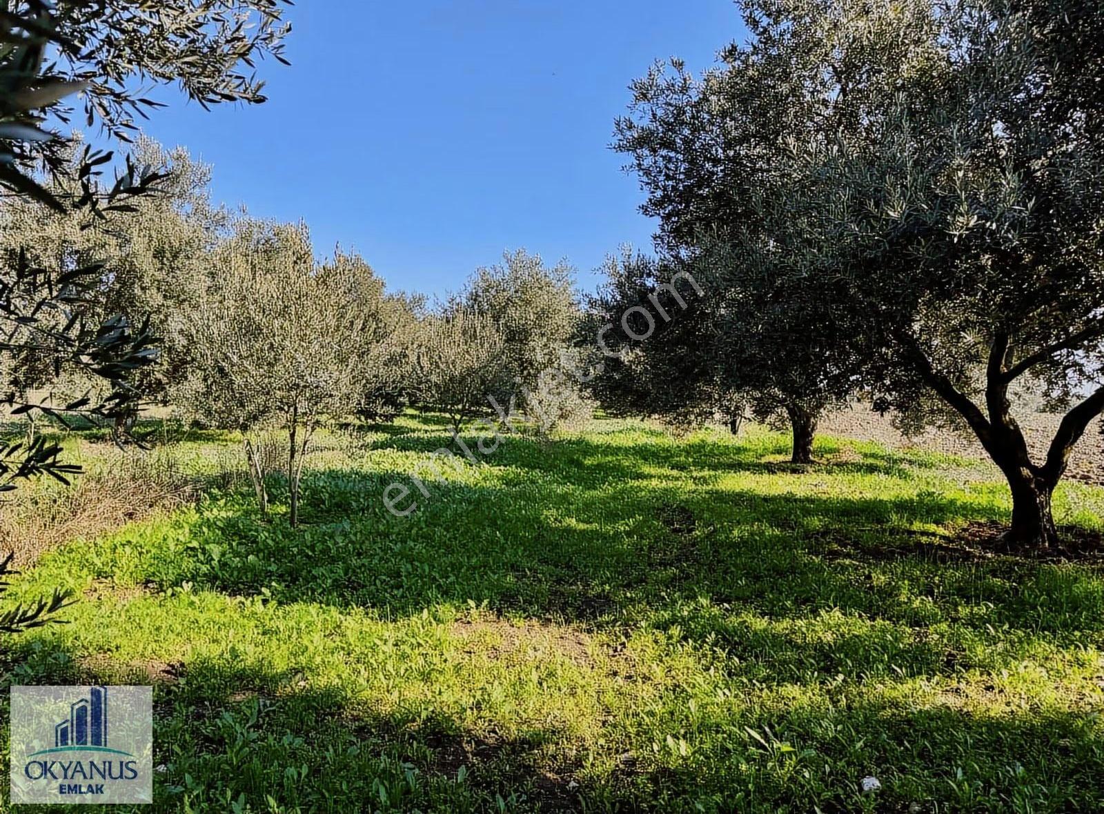 Kalemli De 8.900 M2 Zeytinlik, Elektrik+ Su+ Yeraltı Damlama Var - Görsel 16