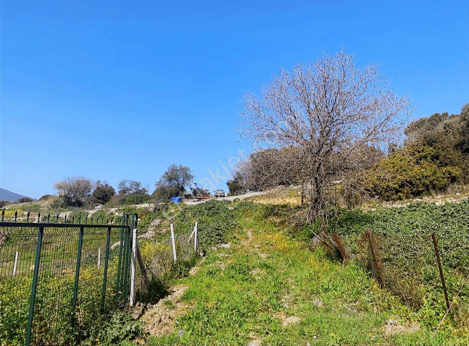 Foça Kozbeyli Mevkii Satılık Tarla - Görsel 5