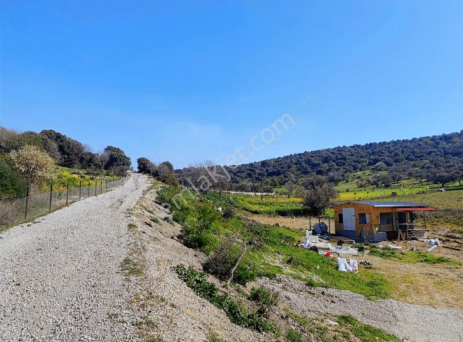 Foça Kozbeyli Mevkii Satılık Tarla - Görsel 12