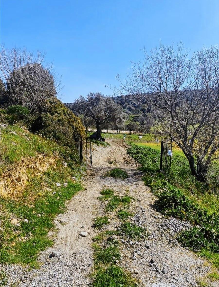 Foça Kozbeyli Mevkii Satılık Tarla - Görsel 7