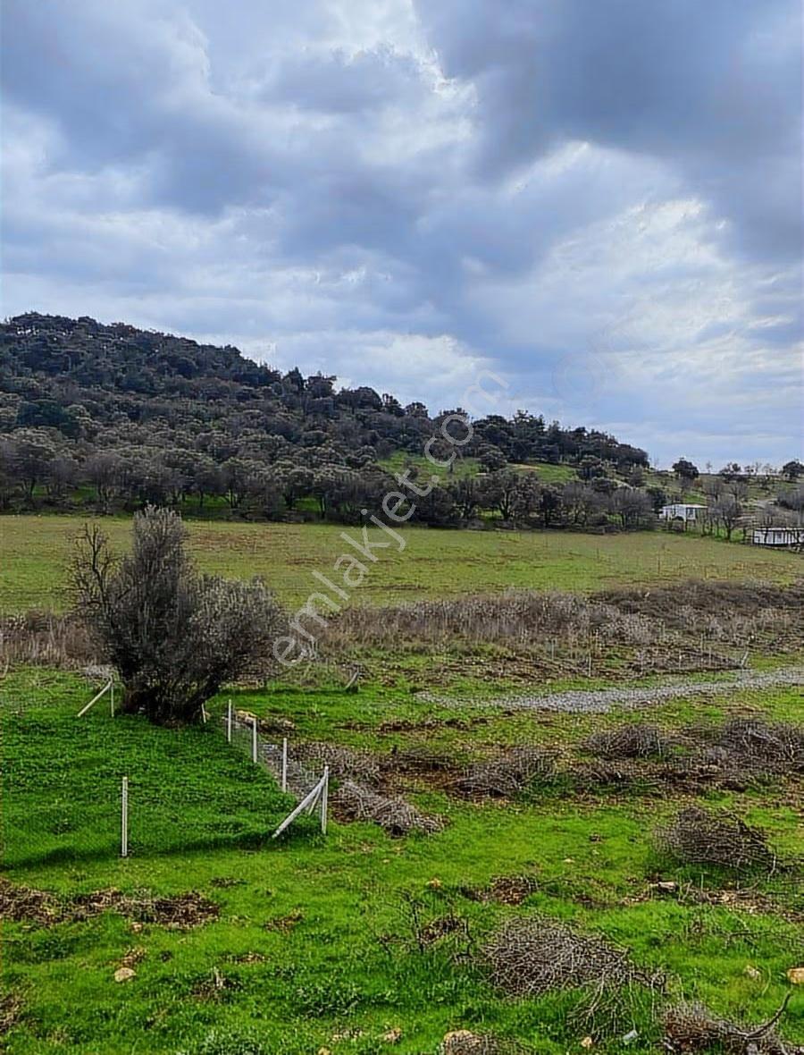 Foça Kozbeyli Mevkii Satılık Tarla - Görsel 24