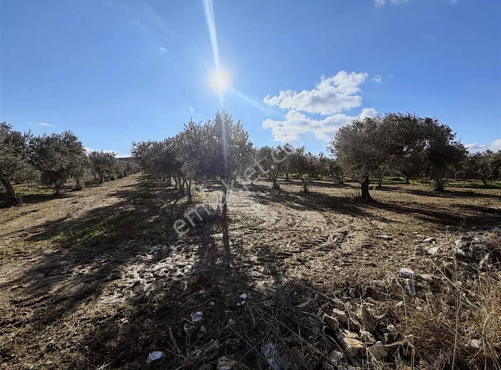 Gerenköy Yola Cephe 4.000 M2 Tarla
