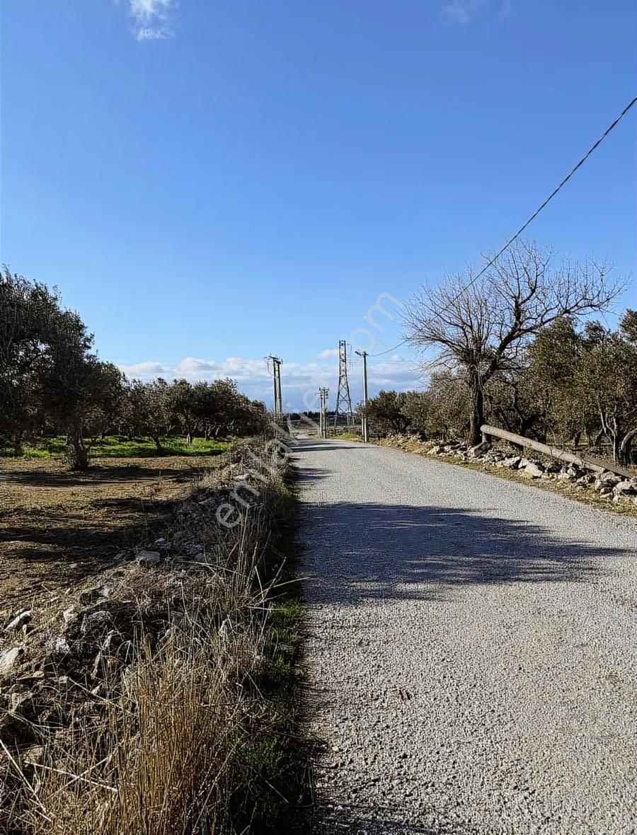 Gerenköy Yola Cephe 4.000 M2 Tarla - Görsel 9