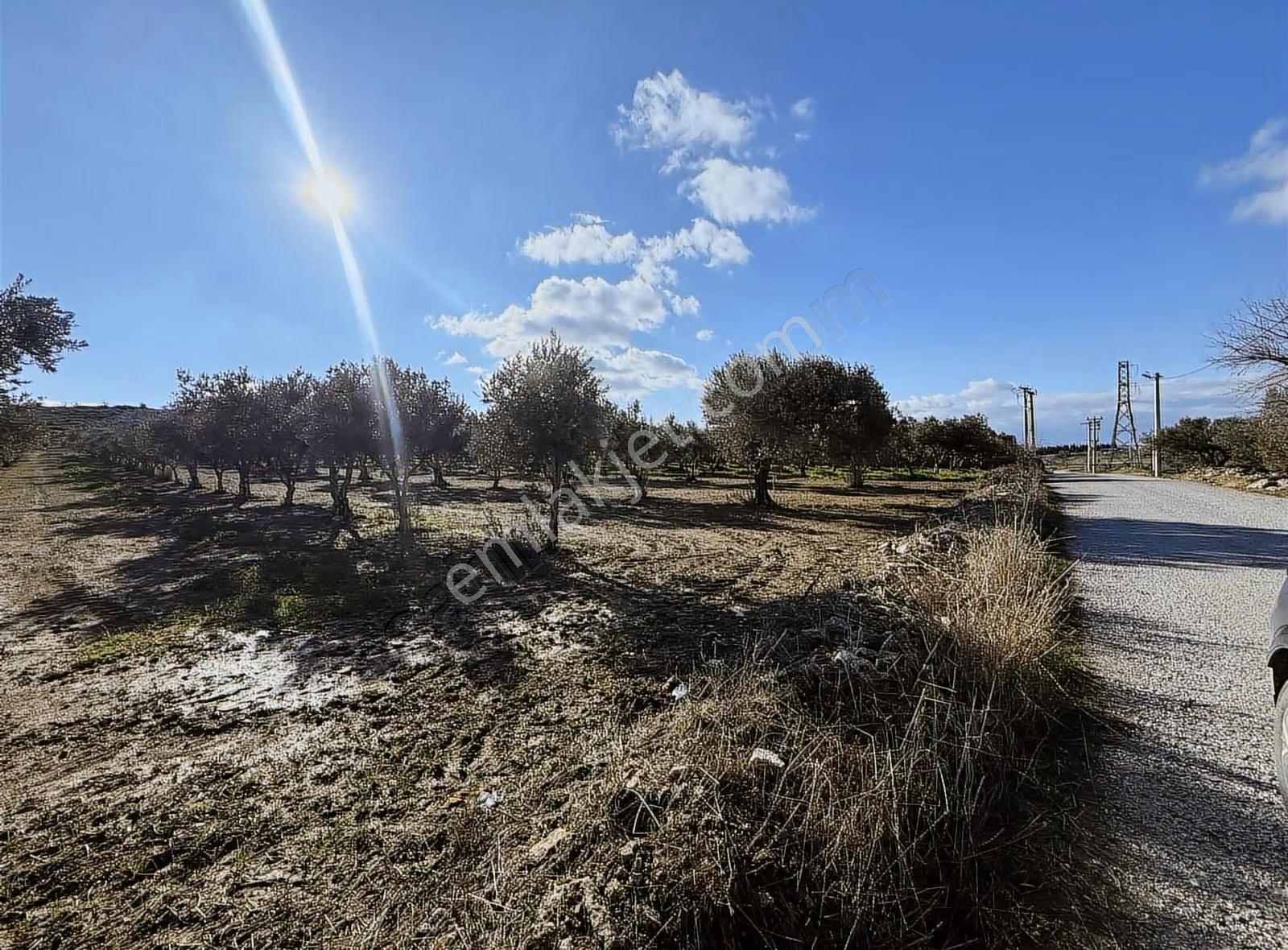 Gerenköy Yola Cephe 4.000 M2 Tarla - Görsel 7