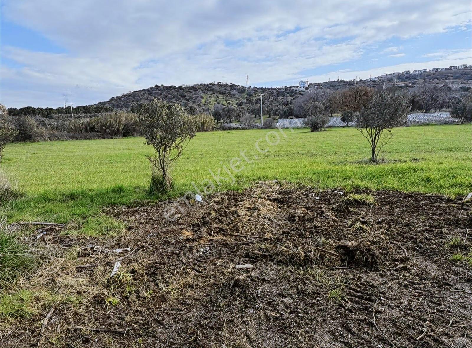 Foça Kozbeyli'de Yatırımlık Ana Yola 325 Metre Satılık Tarla - Görsel 4