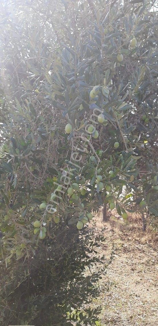 Yenifoça Bucak Mevkii Satılık Zeytinlik - Görsel 3