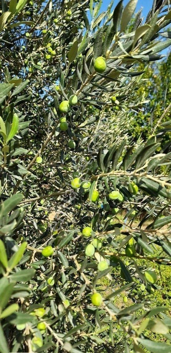 Yenifoça Bucak Mevkii Satılık Zeytinlik - Görsel 2