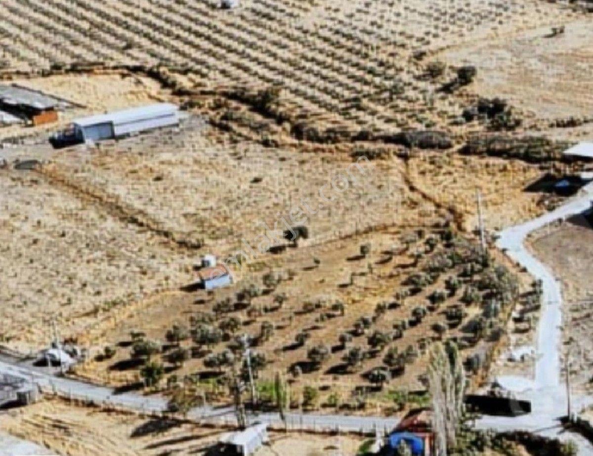 Yenifoça Bucak Mevkii Satılık Zeytinlik