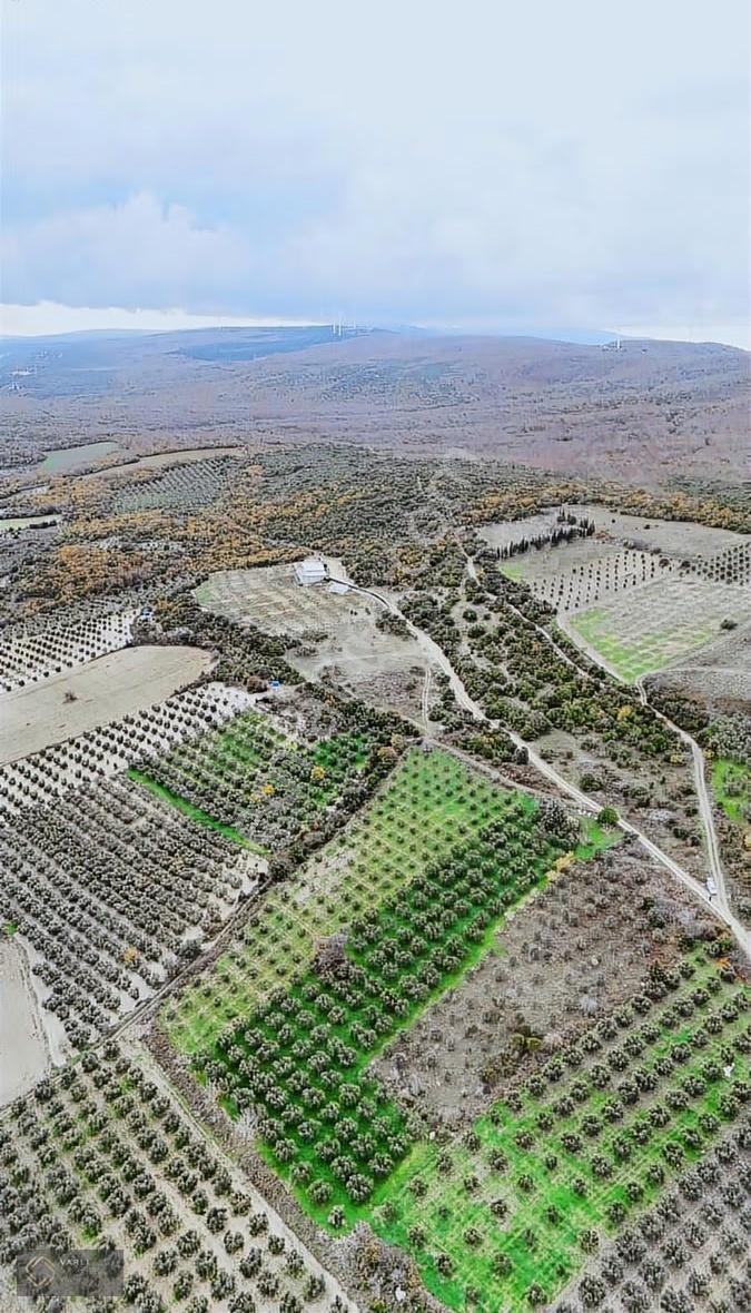Bursa Mudanya Mesudiye Köyünde 4904 M² 140 Zeytin Ağaçlı Satılık - Görsel 15
