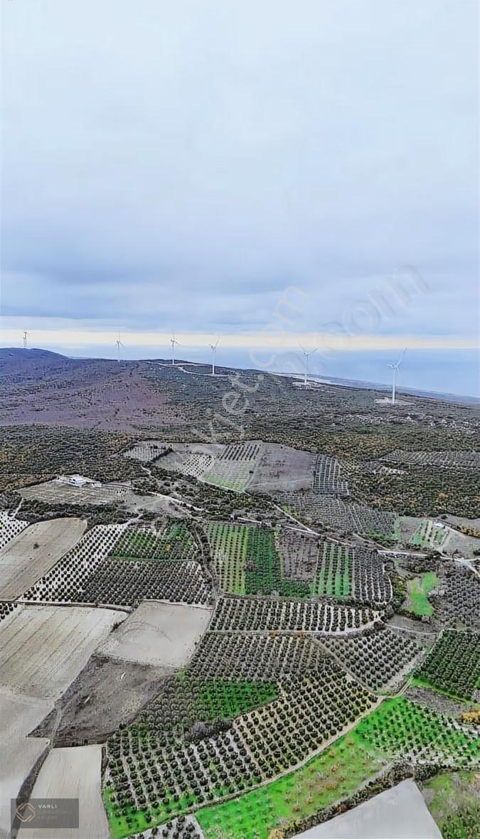 Bursa Mudanya Mesudiye Köyünde 4904 M² 140 Zeytin Ağaçlı Satılık - Görsel 6
