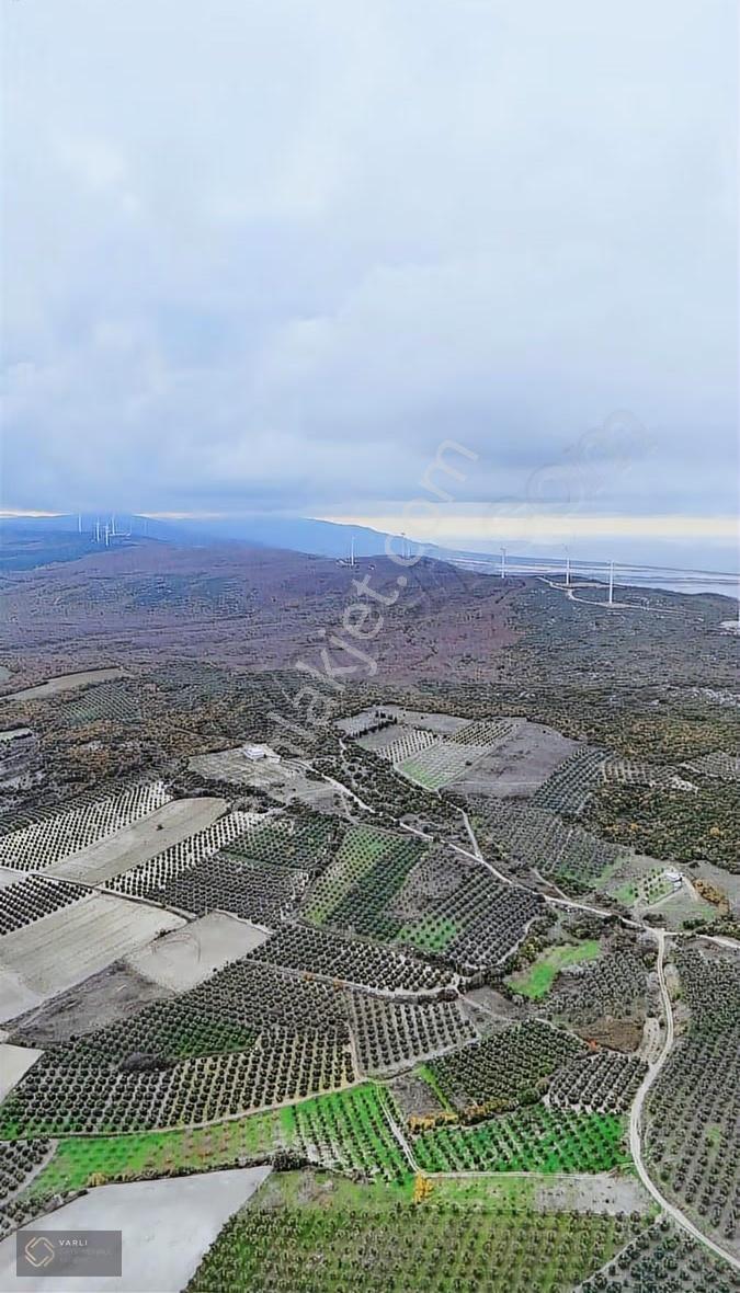 Bursa Mudanya Mesudiye Köyünde 4904 M² 140 Zeytin Ağaçlı Satılık - Görsel 19