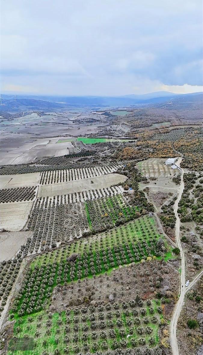 Bursa Mudanya Mesudiye Köyünde 4904 M² 140 Zeytin Ağaçlı Satılık - Görsel 5