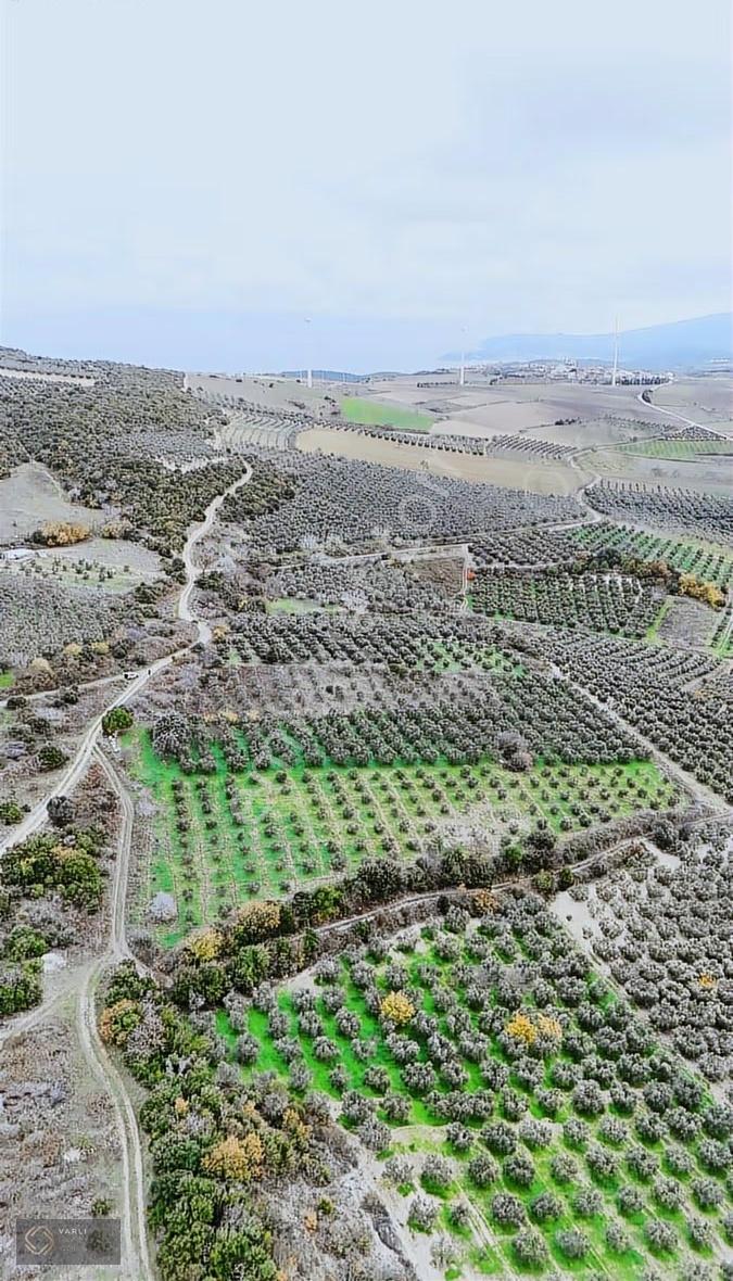 Bursa Mudanya Mesudiye Köyünde 4904 M² 140 Zeytin Ağaçlı Satılık - Görsel 17