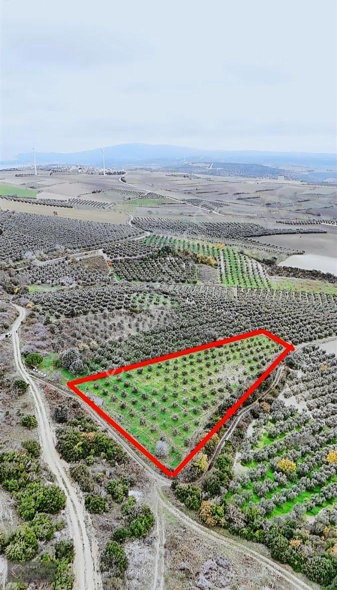 Bursa Mudanya Mesudiye Köyünde 4904 M² 140 Zeytin Ağaçlı Satılık