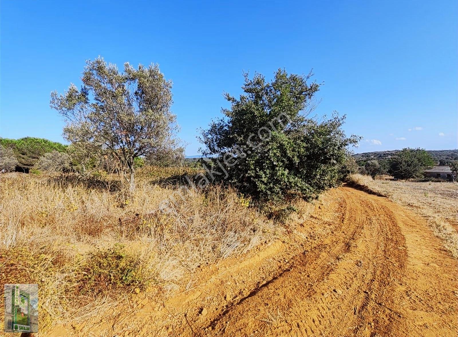 Erdek Karşıyaka Şahlan Emlaktan 4250 M2 Zeytinlik - Görsel 8