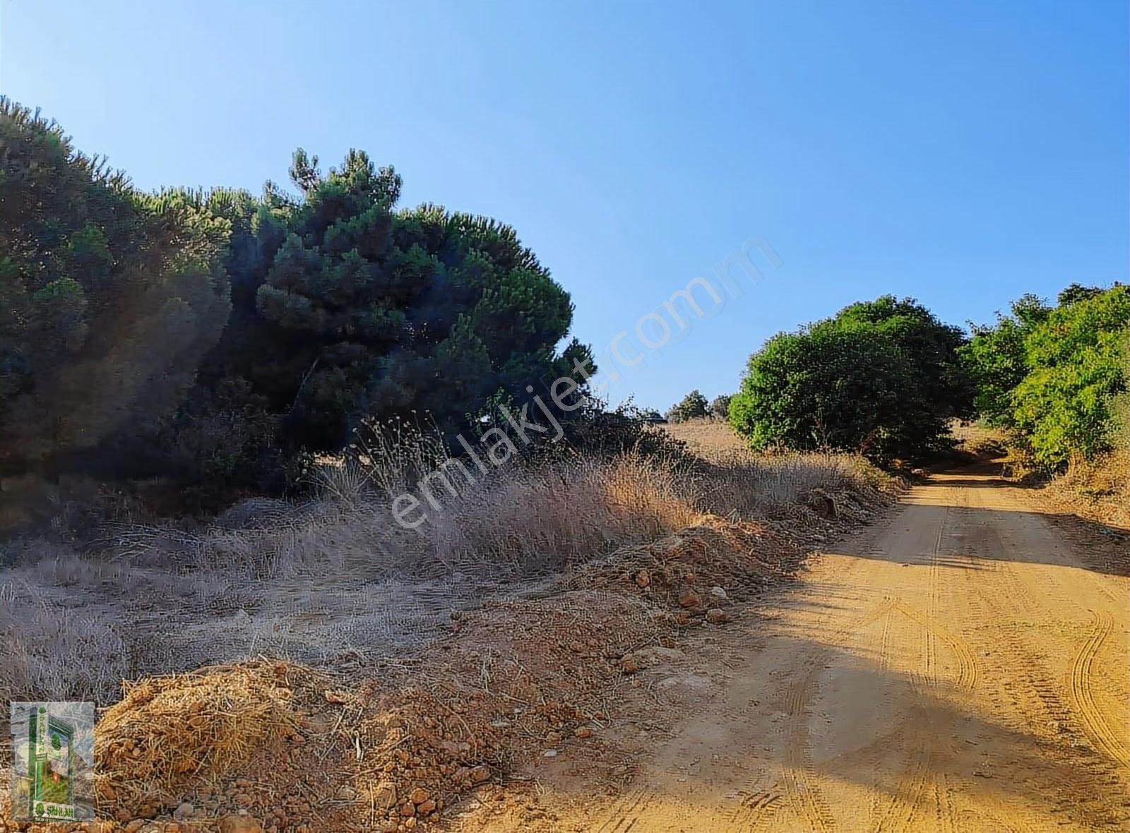 Erdek Karşıyaka Şahlan Emlaktan 4250 M2 Zeytinlik - Görsel 6