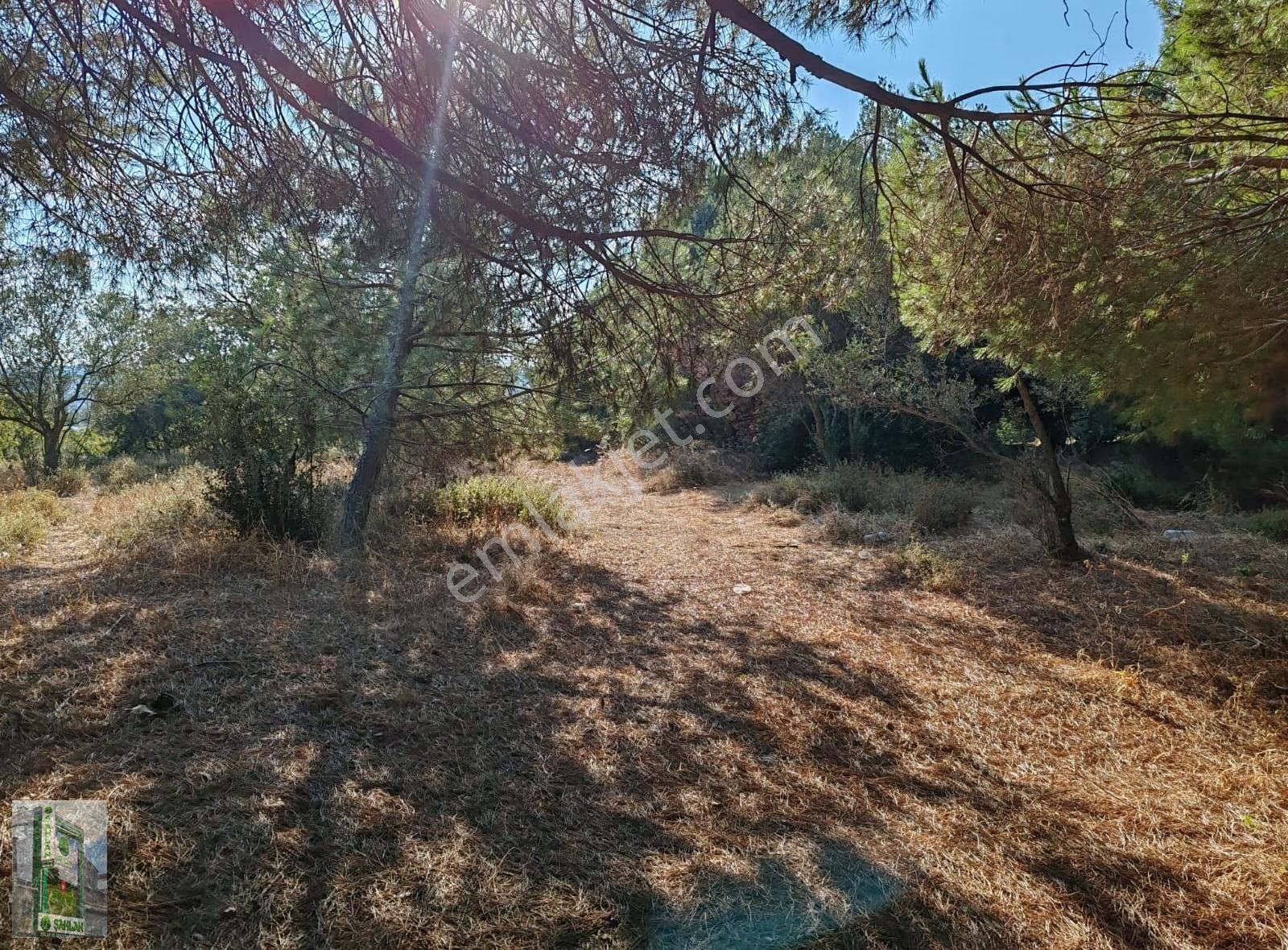 Erdek Karşıyaka Şahlan Emlaktan 4250 M2 Zeytinlik - Görsel 5