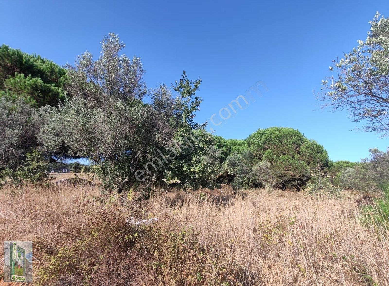 Erdek Karşıyaka Şahlan Emlaktan 4250 M2 Zeytinlik - Görsel 13