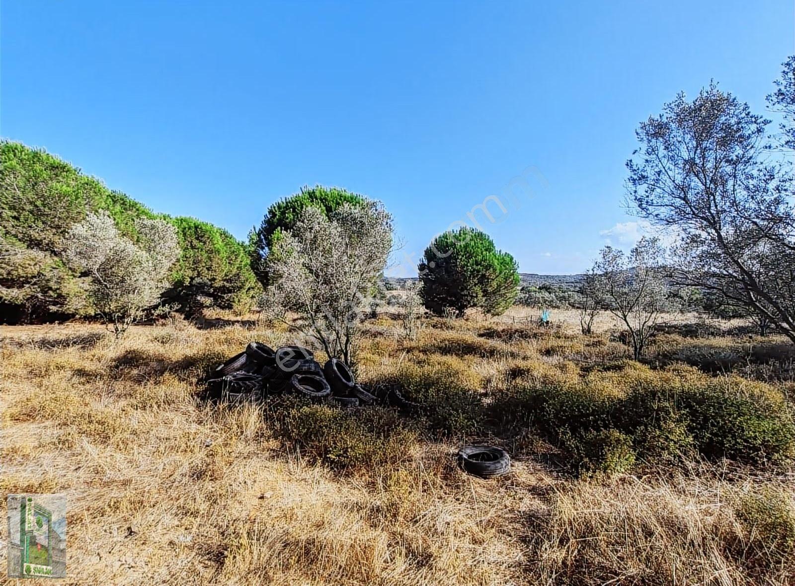 Erdek Karşıyaka Şahlan Emlaktan 4250 M2 Zeytinlik - Görsel 9