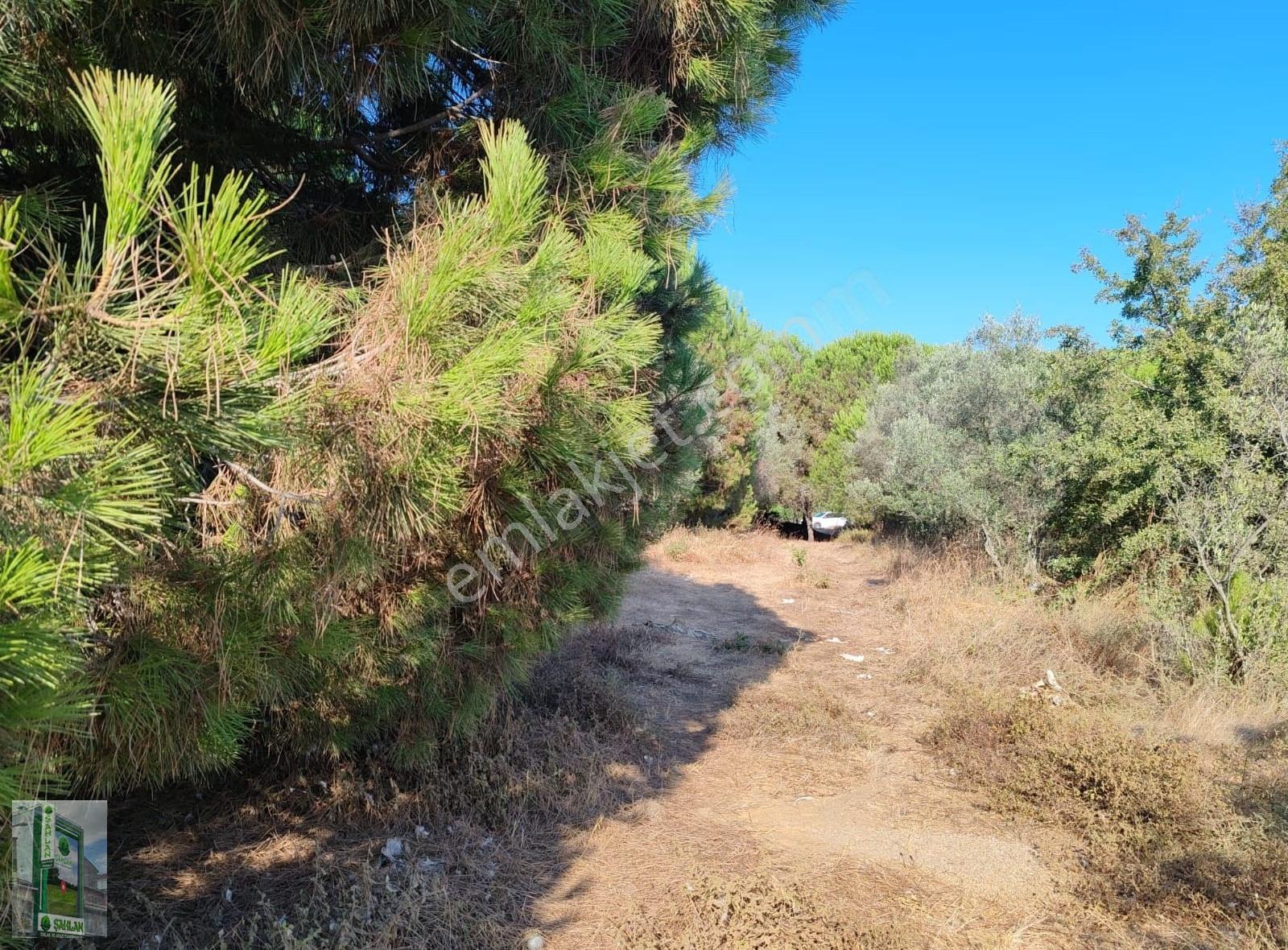 Erdek Karşıyaka Şahlan Emlaktan 4250 M2 Zeytinlik - Görsel 4