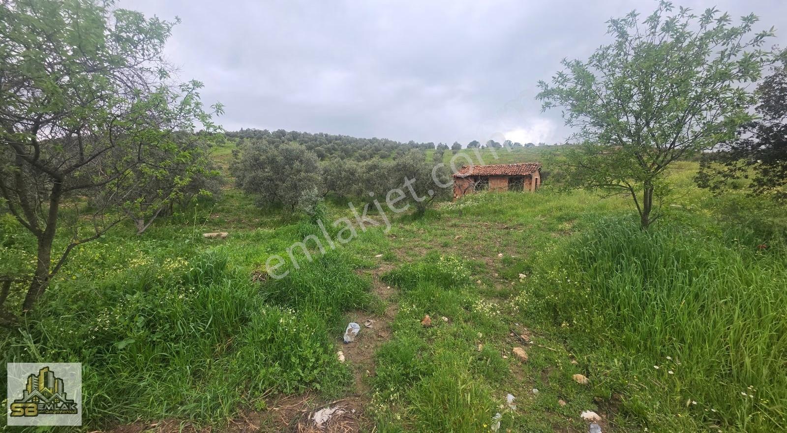 Tire Ayaklıkırı Mah. Satılık 40.000 M² Zeytinlik - Görsel 8