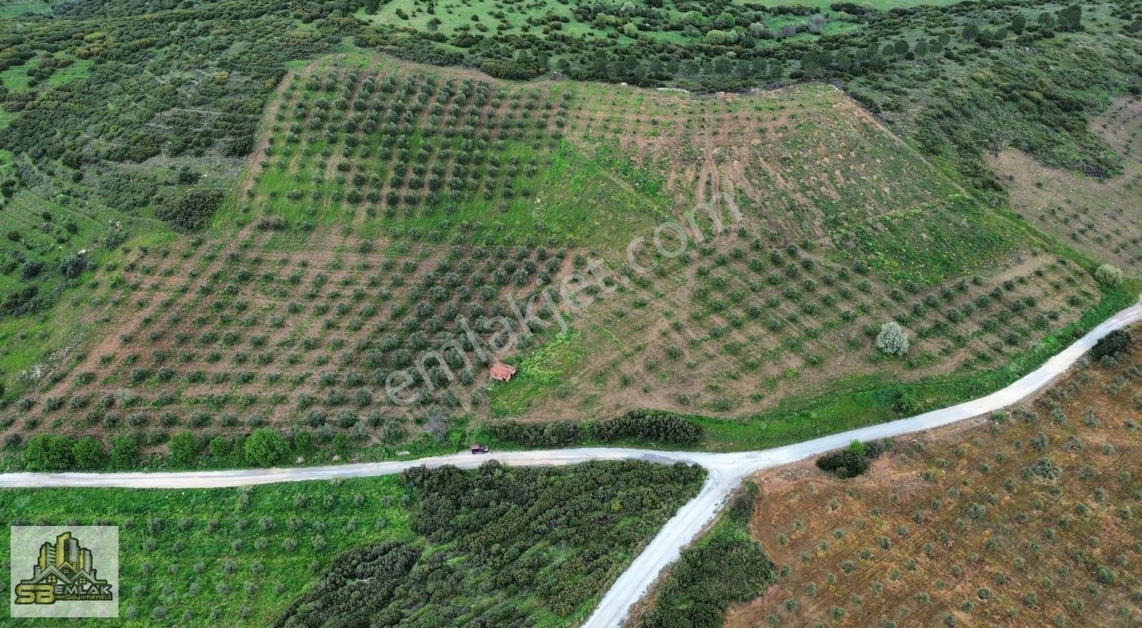 Tire Ayaklıkırı Mah. Satılık 40.000 M² Zeytinlik - Görsel 9