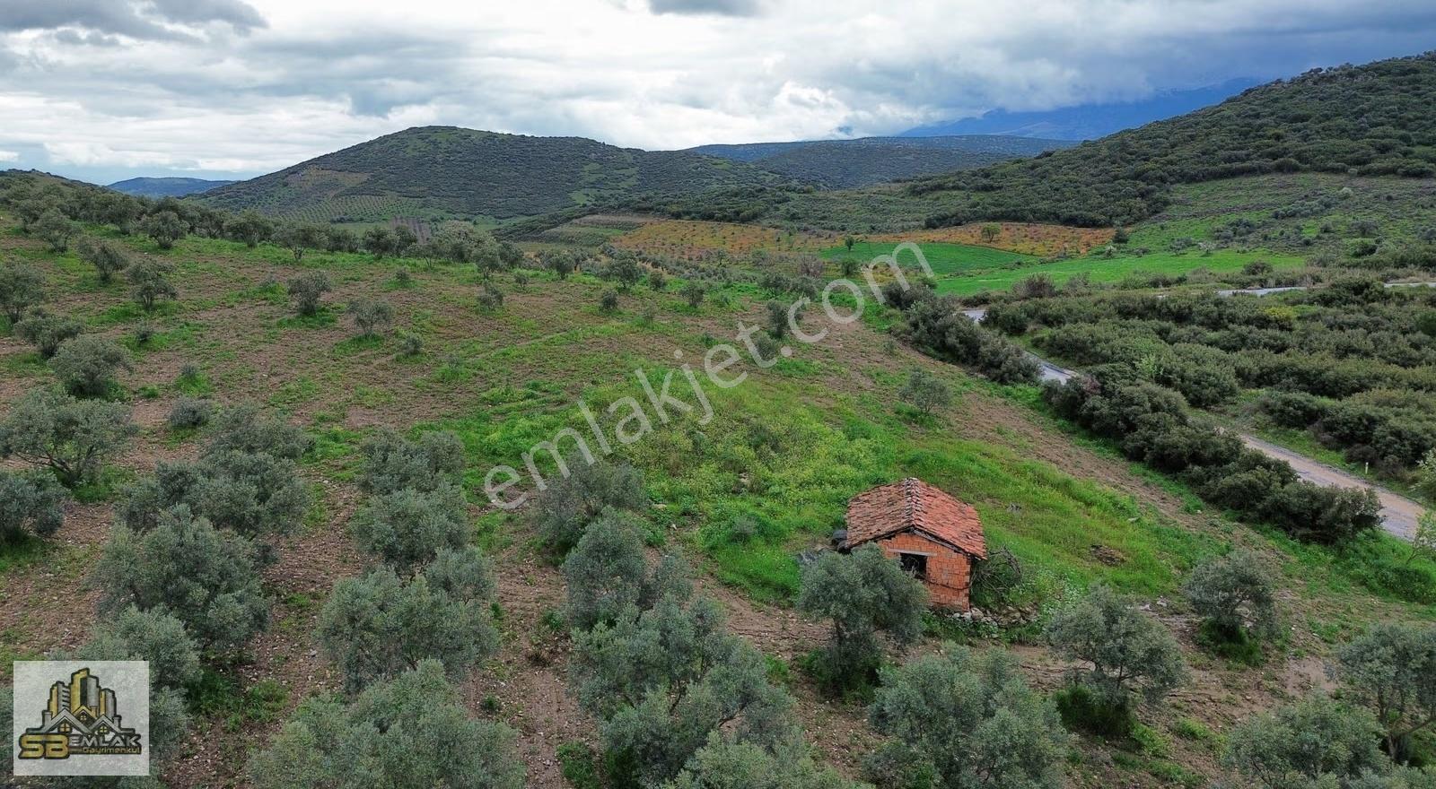 Tire Ayaklıkırı Mah. Satılık 40.000 M² Zeytinlik - Görsel 7