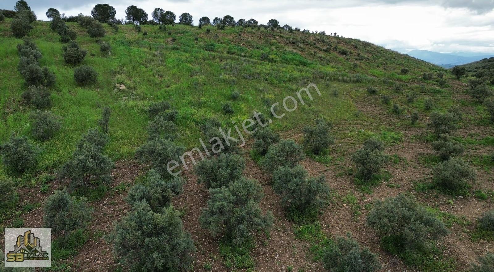 Tire Ayaklıkırı Mah. Satılık 40.000 M² Zeytinlik - Görsel 6