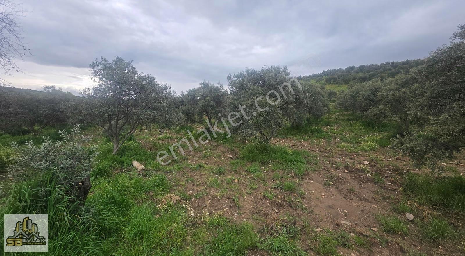 Tire Ayaklıkırı Mah. Satılık 40.000 M² Zeytinlik - Görsel 10